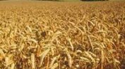Фермери и държавата в спор дали има забрана за износ на зърно от България