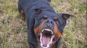 Пет деца са били нахапани от домашно куче в Южния парк в София