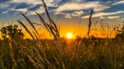Агроминистърът: Новата пшеница е с високо качество