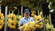 Бананите стават социално значим продукт в Русия