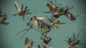 Правителството отпусна 2.5 млн. лв. за справяне с комарите по Дунав