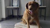 Боби, най-старото куче в света, почина на 31-годишна възраст в Португалия