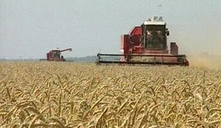 Житото от България и Румъния е по-евтино от предлаганото в Русия и Франция