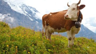 Дания въвежда въглероден данък от 100 евро на крава