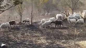 Фермери събират зърно и фуражи за животните в опожарени стопанства край Свиленград (Галерия)